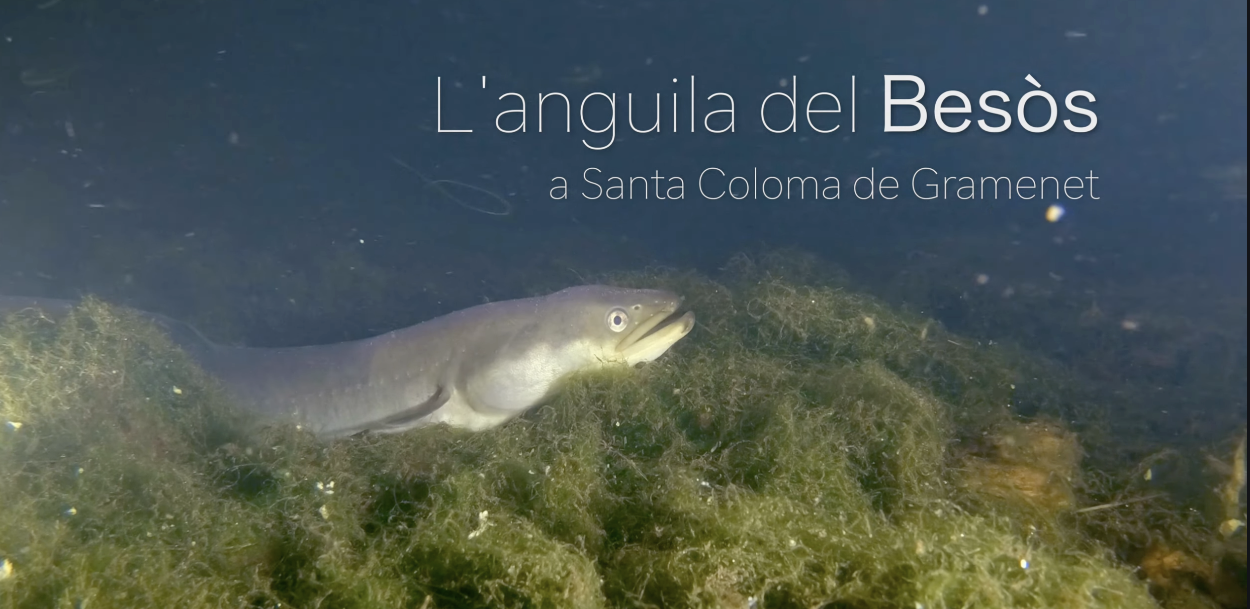 AngilaBesòs